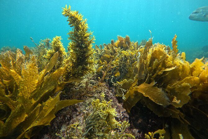 Goat Island Experience Guided Boat Dive - The Itinerary: What’s Included?