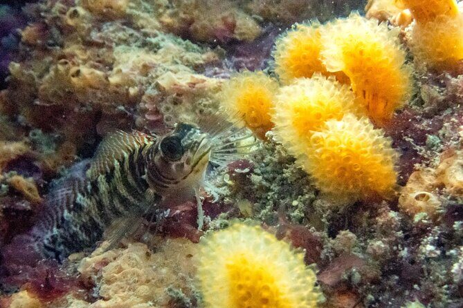 Goat Island Experience Guided Boat Dive - Value and Who It’s Best For