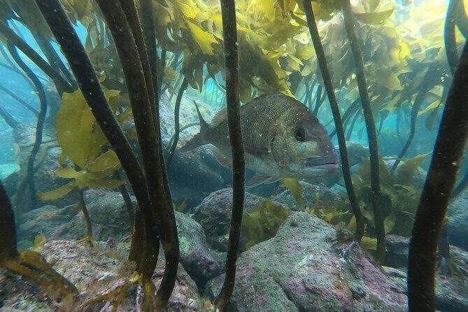Goat Island Experience Guided Boat Snorkel Tour - Authentic Insights from Past Travelers