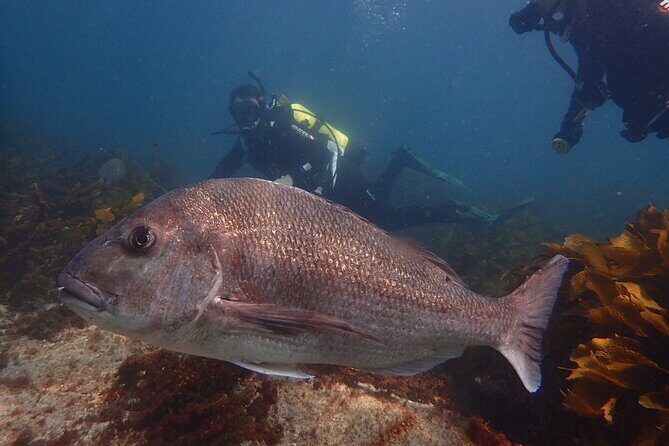 Goat Island Experience Guided Shore Dive - Key Points