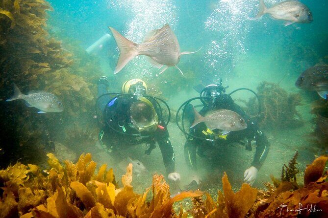 Goat Island Experience Guided Shore Dive - Practical Details and Considerations
