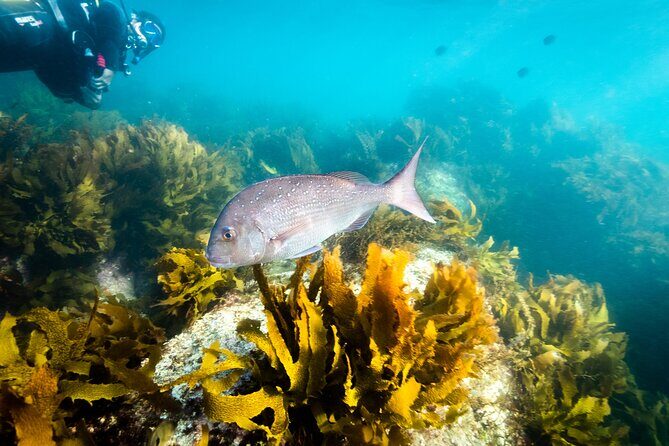 Goat Island Experience Guided Shore Dive - Who Will Love This Tour?