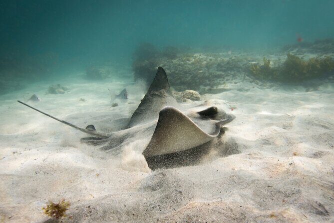 Goat Island Experience Guided Snorkelling for Beginners - The Snorkeling Experience: What to Expect