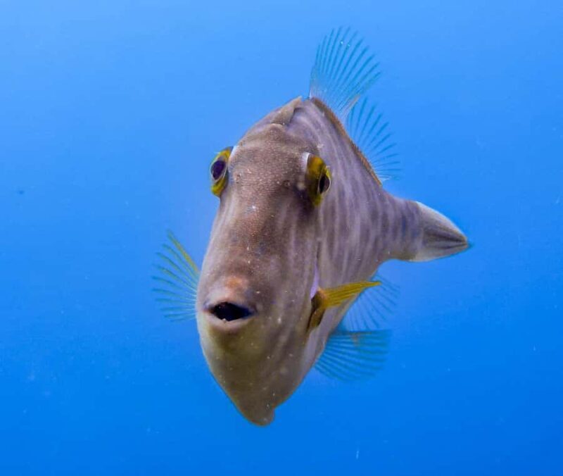 Goat Island Guided Snorkeling Tour for Beginners - An Authentic Introduction to Marine Life in a Protected Setting