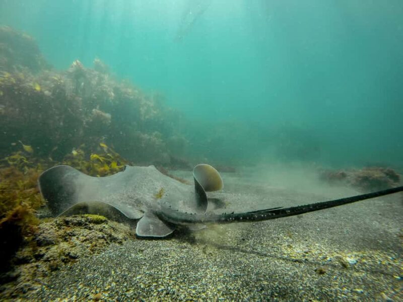 Goat Island Guided Snorkeling Tour for Beginners - What the Reviews Say