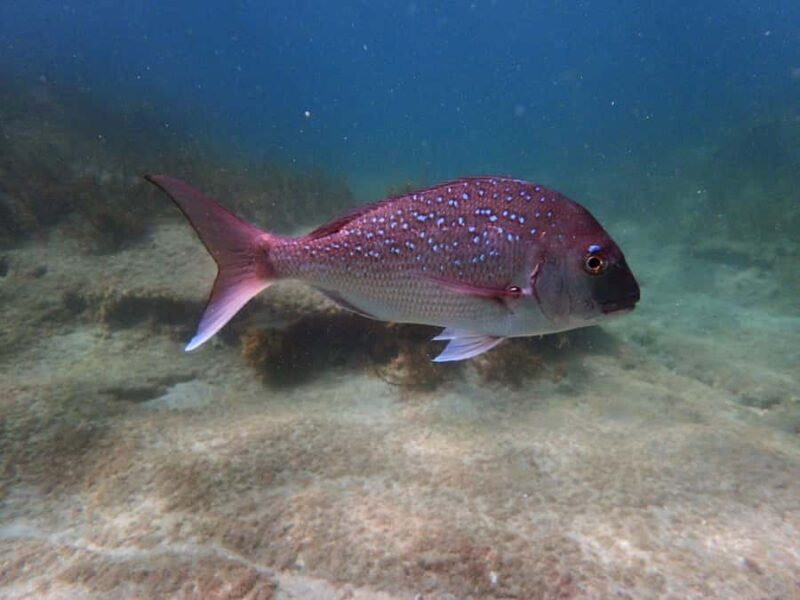 Goat Island Guided Snorkeling Tour for Beginners - The Sum Up