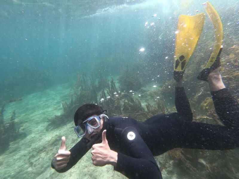 Goat Island Guided Snorkelling Tour For Advanced - Frequently Asked Questions