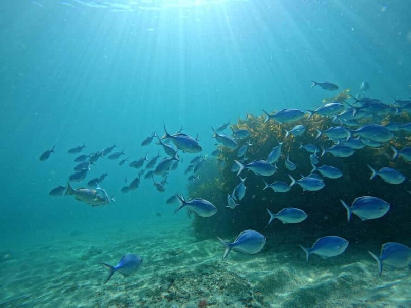 Goat Island Try Scuba Diving Experience - Key Points