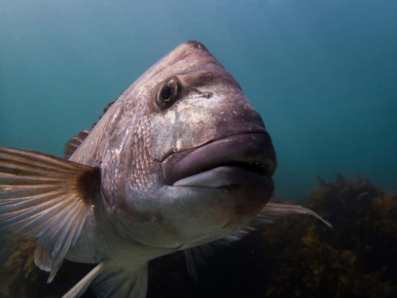 Goat Island Try Scuba Diving Experience - What the Experience Entails: From Classroom to Underwater