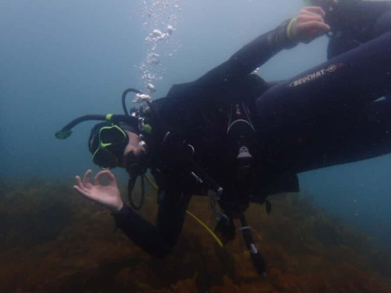 Goat Island Try Scuba Diving Experience - Highlights & Possible Drawbacks