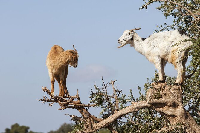 Goat on trees & Crocodile Park Including Tickets and Hotel Pickup - Key Points
