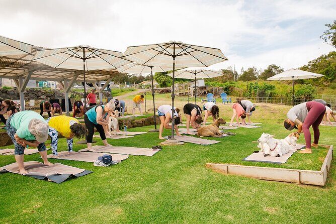 Goat Yoga with Miniature Goats In Maui - What to Expect from the Experience