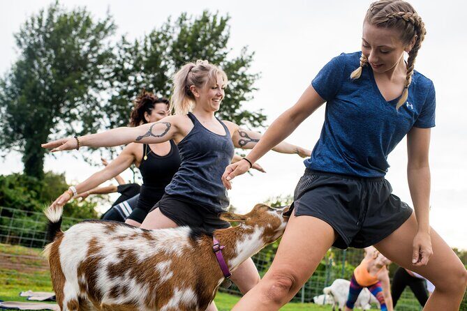 Goat Yoga with Miniature Goats In Maui - Who Will Love This Experience Most?