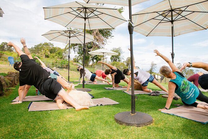 Goat Yoga with Miniature Goats In Maui - The Sum Up: Is This the Right Activity for You?