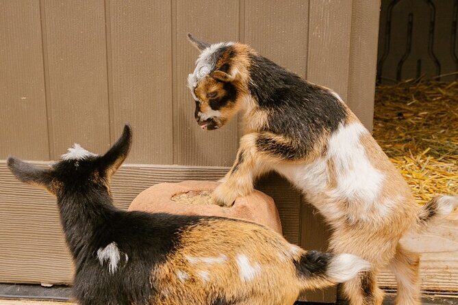 Goat Yoga with Miniature Goats In Maui - FAQ