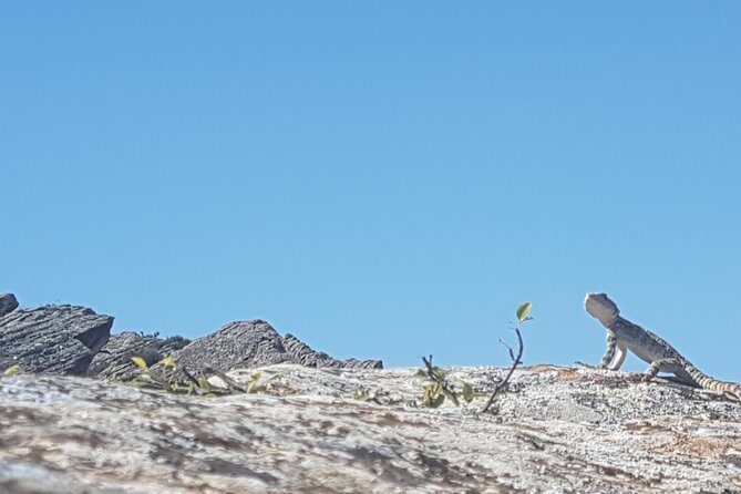 Gobustan Tour and Mad Volcanoes - tour to stone age - What People Are Saying