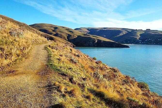 Godley Head Scenic Drive & Guided Walk (Shore Excursion) - Discovering Christchurch’s Coastal Gems