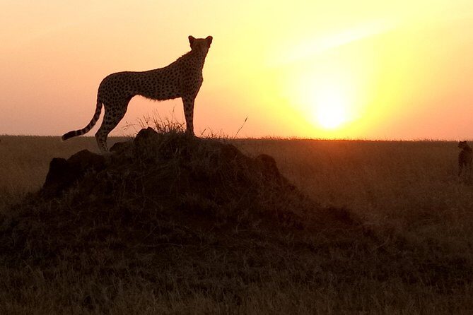 godsonadventures-plains2peaks Ltd - An In-Depth Look at the 2-Day Tanzanian Safari Experience