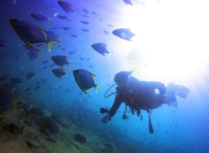 Gold Coast: 3-Day PADI Open Water Course - Real Experiences from Participants