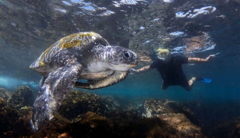 Gold Coast: Cook Island Marine Reserve Scuba Experience Dive - Key Points