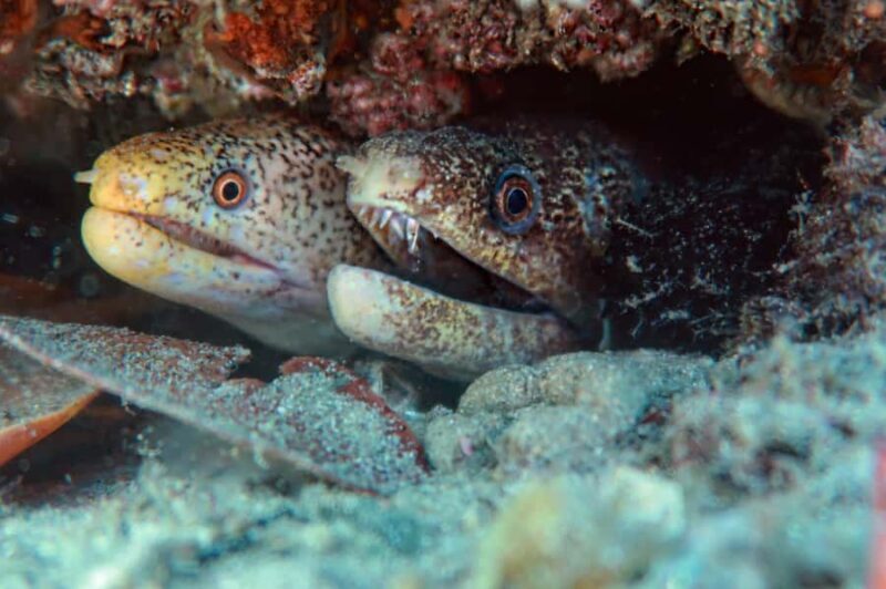 Gold Coast: Cook Island Marine Reserve Scuba Experience Dive - Authentic Experiences and Real Guest Feedback