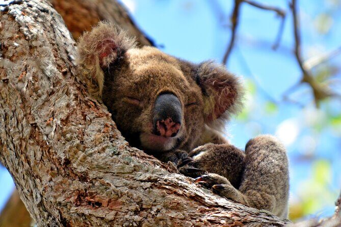 Gold Coast Day Tour From Brisbane - FAQs