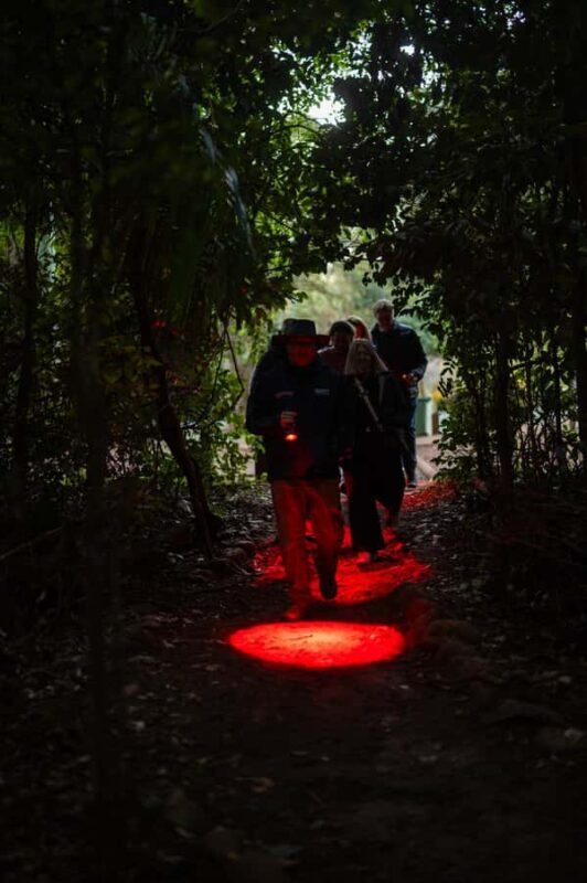 Gold Coast: Evening Rainforest and Glow Worm Experience - A Nighttime Walk in the Queensland Rainforest