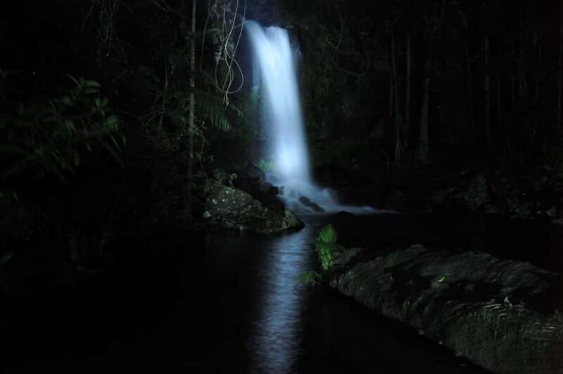 Gold Coast: Evening Rainforest and Glow Worm Experience - The Highlight: Glow Worms in Their Natural Habitat