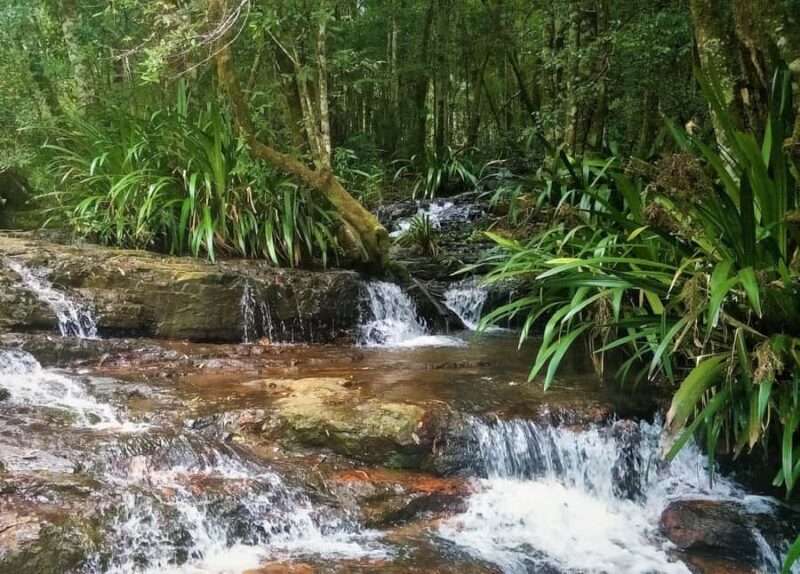 Gold Coast: Glow Worms Day/Night Rainforest & Waterfall Walk - Key Points