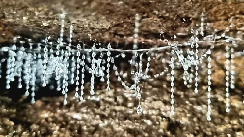 Gold Coast: Glow Worms Day/Night Rainforest & Waterfall Walk - The Experience in Detail: What to Expect