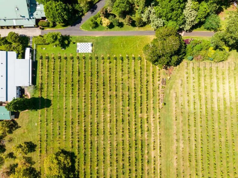 Gold Coast: Hop on Hop off Wine Tasting Tour to Mt Tamborine - Deep Dive into the Experience