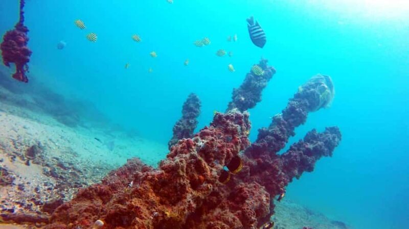 Gold Coast: Introductory SCUBA Diving Experience - Key Points