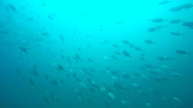 Gold Coast: Introductory SCUBA Diving Experience - Who Is This Tour Best For?