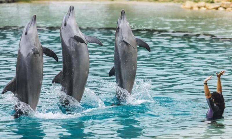 Gold Coast: Jet Boat Ride & Sea World Entry Ticket - The Itinerary: A Day of Highs and Wonders