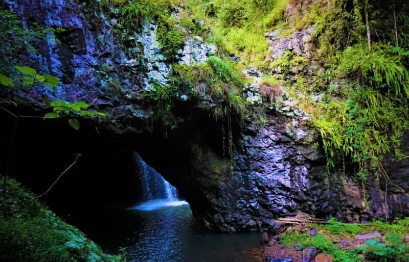 Gold Coast: Kangaroos, Rainforest & Waterfalls Experience - An Authentic Day in Nature for Queensland Visitors