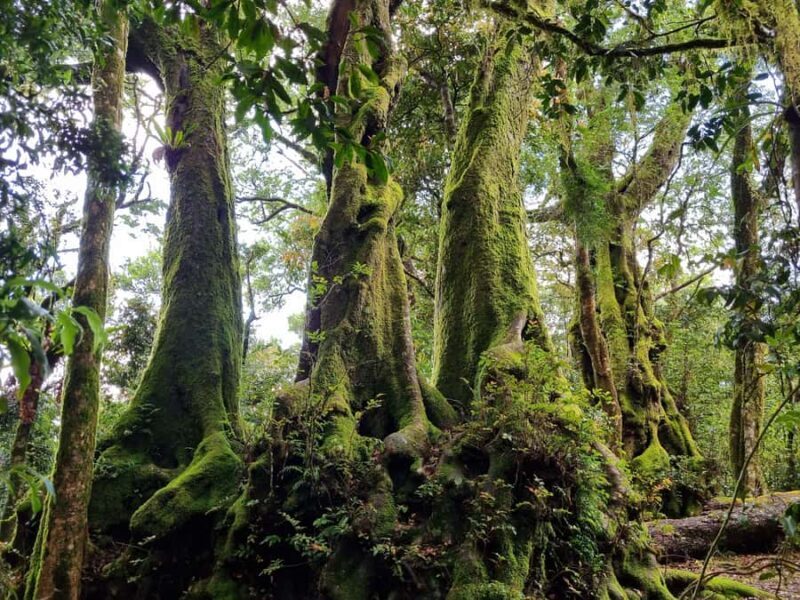Gold Coast: Kangaroos, Rainforest & Waterfalls Experience - Exploring Natural Bridge and Springbrook National Park