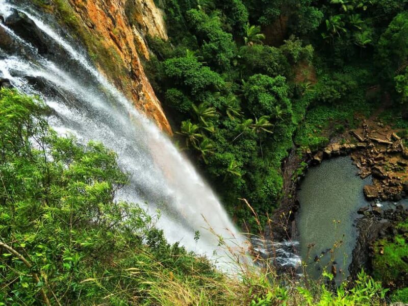 Gold Coast: Kangaroos, Rainforest & Waterfalls Experience - The Scenic Drive and Return Journey