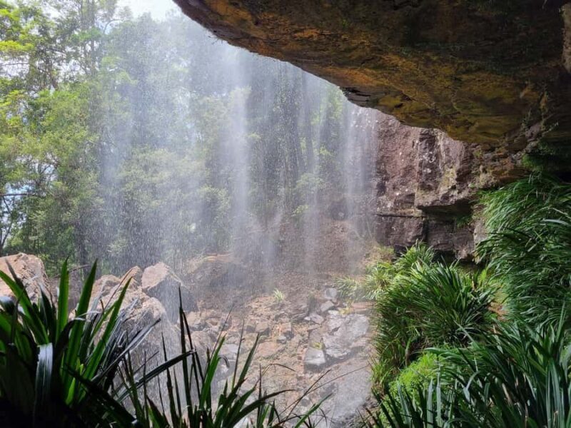 Gold Coast: Kangaroos, Rainforest & Waterfalls Experience - Authentic Encounters Backed by Positive Reviews