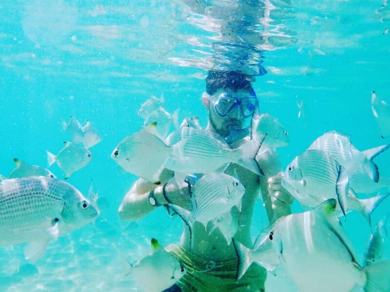 Gold Coast: Kayaking & Snorkelling Tour with Fish Feeding - Practical Aspects: What to Know Before You Go