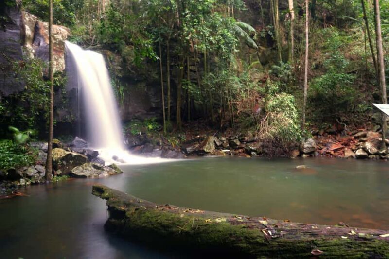 Gold Coast: Koalas, Glow Worms & Kangaroos Nature Experience - Key Points