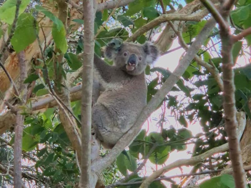 Gold Coast: Koalas, Glow Worms & Kangaroos Nature Experience - Final Thoughts