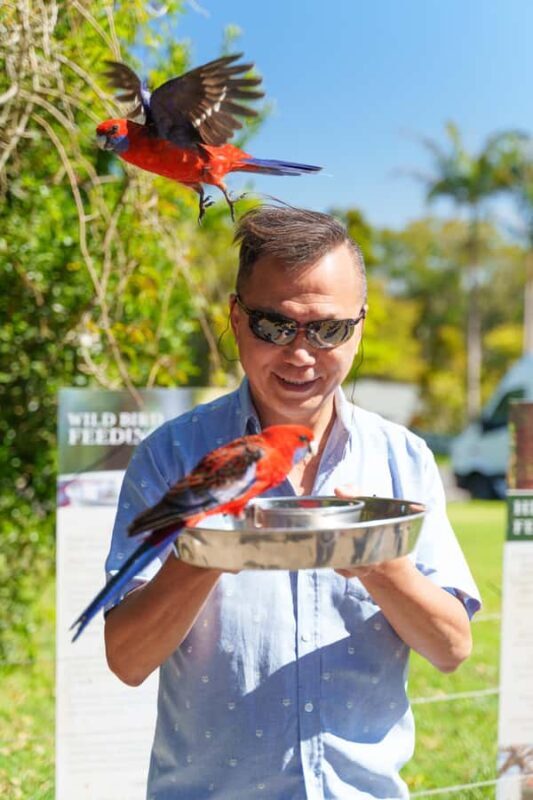 Gold Coast: Lamington Treetops, Wildlife and Vineyard Visit - Bird Feeding and Animal Encounters