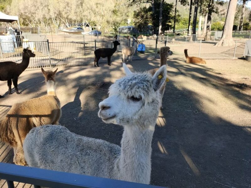Gold Coast: Lamington Treetops, Wildlife and Vineyard Visit - Practical Details