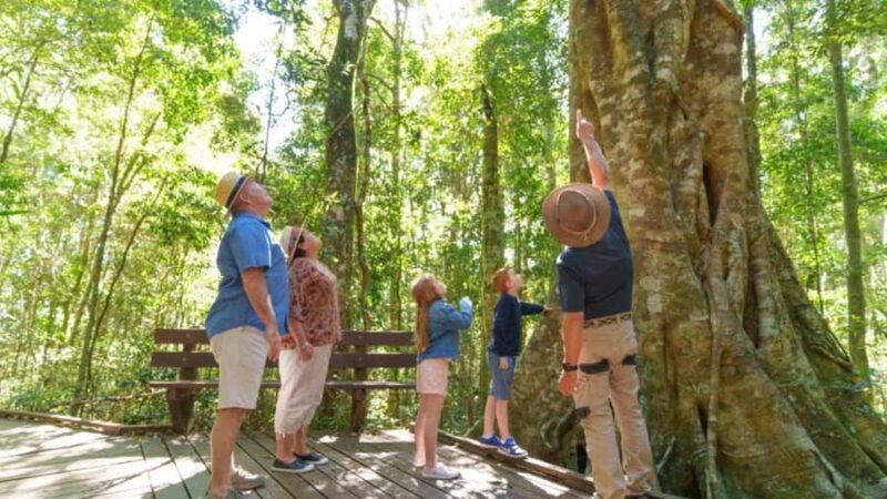 Gold Coast: Lamington Treetops, Wildlife and Vineyard Visit - The Sum Up