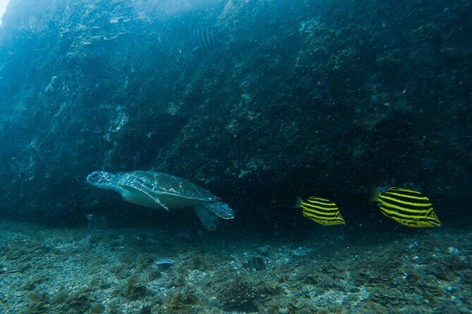 Gold Coast Learn to Dive  Open Water Certification Course - The Sum Up: Is This Course Right for You?