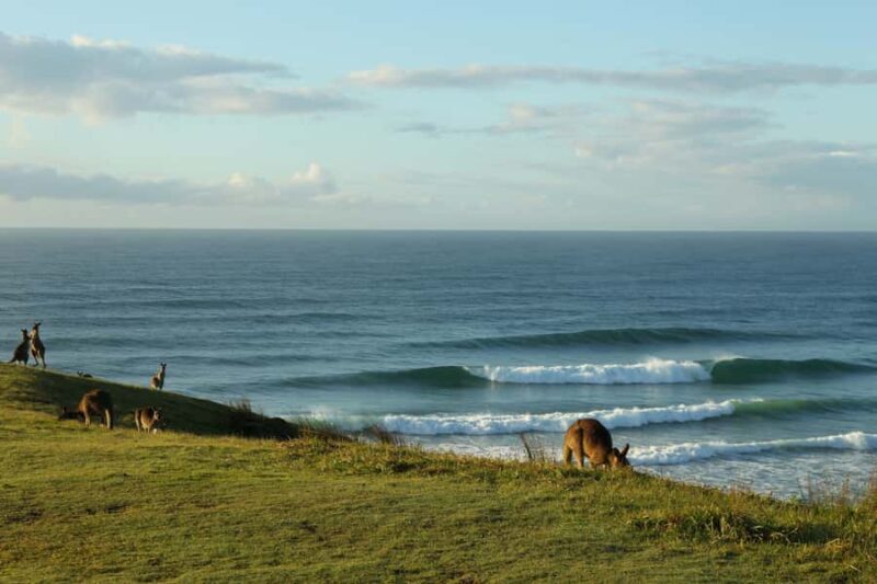 Gold Coast: Learn to Surf Experience with Lunch & Activities - Who Will Enjoy This Tour?