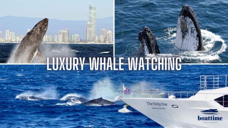 Gold Coast: Luxury Whale Watching Tour - Key Points