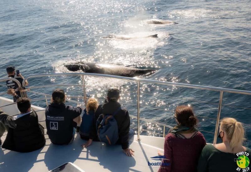 Gold Coast: Luxury Whale Watching Tour - Full Review: What to Expect on This Luxury Whale Watching Tour