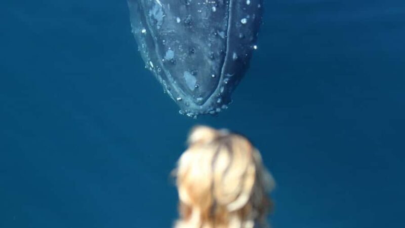 Gold Coast: Luxury Whale Watching Tour - Cost and Value