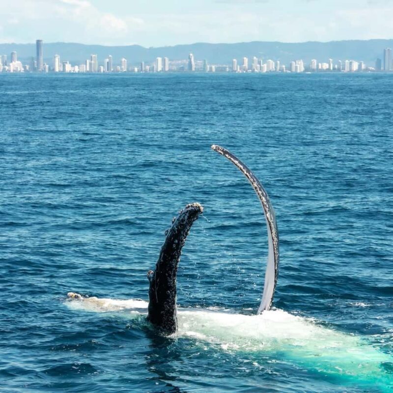 Gold Coast: Luxury Whale Watching Tour - Final Thoughts
